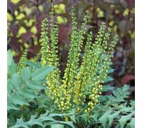 Plant Theory Winter Sun Mahonia Outdoor Shrub Plant Mahonia x Media Garden Plants 2L Pot in Green Plant Theory Green