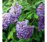 Plant Theory Wisteria frutescens Amethyst Falls Purple Flowering Vine Plant 80-100cm Cane 3L Pot Plant Theory Purple