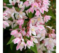 Plant Theory Yuki Cherry Blossom Deutzia Outdoor Shrub Plant Deutzia X Rosea 3L Pot