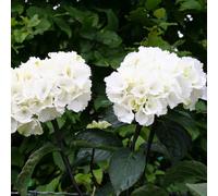 Plant Theory Zebra Outdoor Shrub Plant Hydrangea Macrophylla Flowering Garden Plant 1.5L Pot