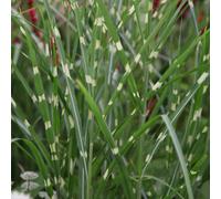 Plant Theory Zebrinus Zebra Grass Miscanthus Sinensis Outdoor Ornamental Plant 2L Pot