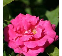 Plant Theory Zéphirine Drouhin Rose Bush Pink Flowering Roses Climbing Bourbon 4L Pot Plant Theory Pink