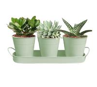 Planter Set - 450g Windowsill Pots, Removable Drip Tray | Indoor Kitchen Garden, Farmhouse Plant Containers | Growing Kit For Basil Rosemary, Outdoor Porch Nursery Flowers Chalk White