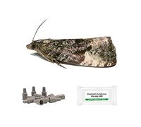 PlantPro Pack of 3 Moth Trap Attractant Pheromones Plum Fruit Moth