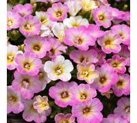 Plants 2 Gardens Candy Kiss Colour Combination Collection 5 x 9cm