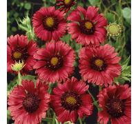 Plants 2 Gardens Gaiilardia Collection 3 x 9cm