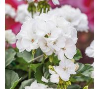 Plants 2 Gardens Geranium Dolce Vita Collection 10 x 9cm