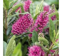 Plants 2 Gardens Hebe Addenda Donna Eva Pink