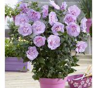 Plants 2 Gardens Hibiscus Lavender Chiffon