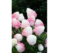 Plants 2 Gardens Hydrangea Paniculata Pink & Rose 4.5ltr