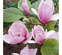 Plants 2 Gardens Magnolia Satisfaction 7ltr