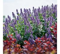 Plants 2 Gardens Nepeta Magical Mr Blue Sky 3 x 9cm