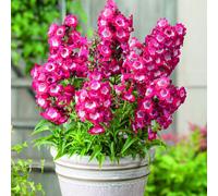 Plants 2 Gardens Penstemon Phoenix Red 3 x 2ltr