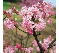 Plants 2 Gardens Viburnum Charles Lamont 3ltr