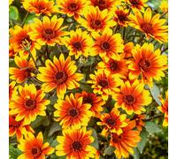 Plants2Garden Heliopsis Burning Hearts 3 x 9cm