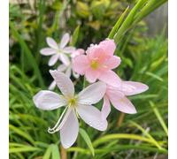 Plants2Garden Hesperantha Pink Skies 3 x 9cm
