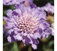 Plants2Gardens 3x Scabious Butterfly Blue in 2 Litre Pots