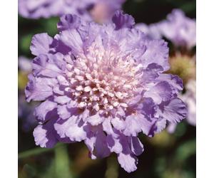 Plants2Gardens 3x Scabious Butterfly Blue in 2 Litre Pots
