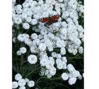 Plants2Gardens Achillea Peter Cottontail 6 x 6cm