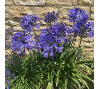 Plants2Gardens Agapanthus His Majesty 3ltr