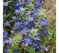 Plants2Gardens Anagallis Sky Lover 3x 10.5cm