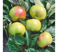 Plants2Gardens Apple Bramley 7.5L