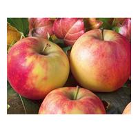 Plants2Gardens Apple (Malus) Elstar 5ltr