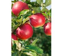 Plants2Gardens Apple Red Falstaff 7.5L