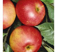 Plants2Gardens Apple Tree in 7.5 Litre Pot DISCOVERY