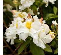 Plants2Gardens Azalea Silver Slipper 5ltr