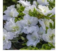 Plants2Gardens Azalea Snow Pearl 3L