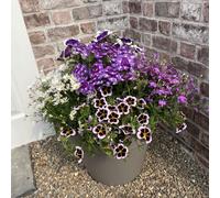 Plants2Gardens Bedding Collection 10x 9cm with Eden Planters