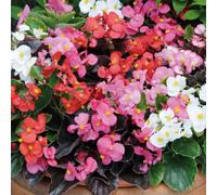 Plants2Gardens Begonia Devils Delight Mix 20 x 5cm