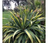 Plants2Gardens Beschorneria Flamingo Glow 2x 9cm Pots