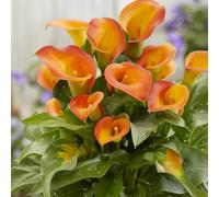 Plants2Gardens Calla Lily Fire Collection 3 x Bulbs