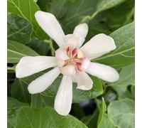 Plants2Gardens Calycanthus Venus 3ltr