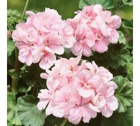 Plants2Gardens Candy Kiss Colour Combination Collection 10 x 9cm