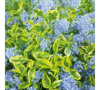 Plants2Gardens Ceanothus El Dorado 4.5ltr