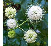Plants2Gardens Cephalanthus Magical Moonlight 3ltr