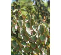 Plants2Gardens Cercidiphyllum Japonicum 3ltr