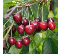 Plants2Gardens Cherry stella 7.5ltr