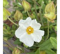 Plants2Gardens Cistus Thrive 3L