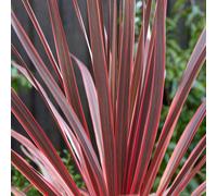 Plants2Gardens Cordyline Charlie Boy 4.5ltr