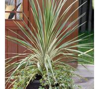 Plants2Gardens Cordyline Lime Passion 4.5ltr