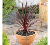Plants2Gardens Cordyline Torbay Red 4.5ltr