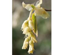Plants2Gardens Corylopsis Pauciflora Hardy Shrub