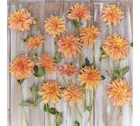 Plants2Gardens Dahlia Favourites Collection 5 x Bare Roots