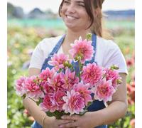 Plants2Gardens Dahlia Twiggy with Planters
