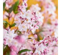 Plants2Gardens Deutzia Tokyo Delight 4.5ltr