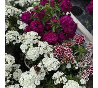 Plants2Gardens Dianthus Dart Collection 6 x 6cm